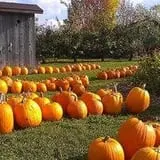 The Little Farmer Orchard & Farm Market photo