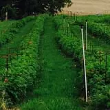 Sutter's Ridge Family Farm photo