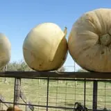 Sutter's Ridge Family Farm photo