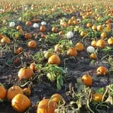 Sutter's Ridge Family Farm photo