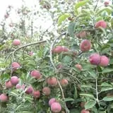 Sutter's Ridge Family Farm photo