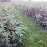 Sutter's Ridge Family Farm photo