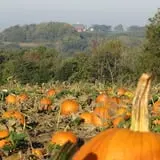 Sutter's Ridge Family Farm photo