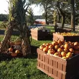 Sutter's Ridge Family Farm photo
