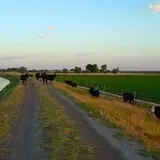 Kauffman Farm photo