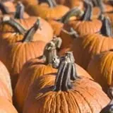 Jonamac Orchard Haunted Corn Maze photo