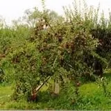 Jenkins - Lueken Orchards photo