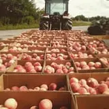 Jenkins - Lueken Orchards photo