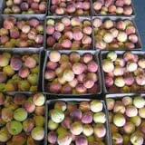 Jenkins - Lueken Orchards photo