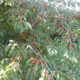 Jenkins - Lueken Orchards photo