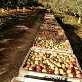 Jenkins - Lueken Orchards photo