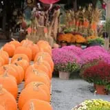 McArthur Farms photo