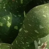 McArthur Farms photo