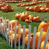 Grace United Methodist Church Pumpkin Patch photo