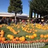Grace United Methodist Church Pumpkin Patch photo
