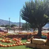 Grace United Methodist Church Pumpkin Patch photo