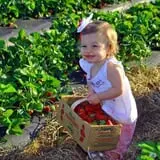 Patterson Farm photo