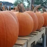 Patterson Farm photo