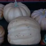 Patterson Farm photo