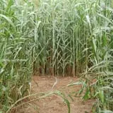 Patterson Farm photo