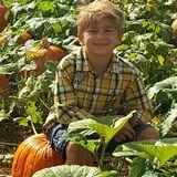 Patterson Farm photo