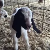 Patterson Farm photo