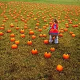 Patterson Farm photo