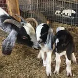Patterson Farm photo