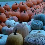 Patterson Farm photo