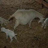 Patterson Farm photo