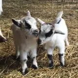 Patterson Farm photo