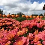 Patterson Farm photo