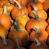 Pumpkin Train at Delaware River Railroad Excursions photo