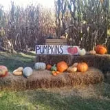 Pumpkin Train at Delaware River Railroad Excursions photo
