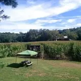 Pumpkin Train at Delaware River Railroad Excursions photo