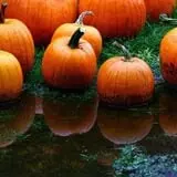 Pumpkin Train at Delaware River Railroad Excursions photo