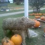 Sunnycrest Farm Pumpkin Patch photo