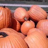 Sunnycrest Farm Pumpkin Patch photo