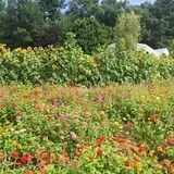 Sunnycrest Farm Pumpkin Patch photo