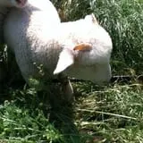 Sunnycrest Farm Pumpkin Patch photo