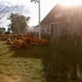Sunnycrest Farm Pumpkin Patch photo