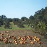 Sunnycrest Farm Pumpkin Patch photo
