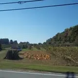 Sunnycrest Farm Pumpkin Patch photo