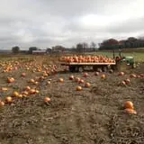 Halloween Fun at Eplegaarden photo