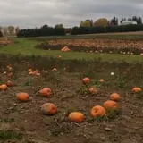 Halloween Fun at Eplegaarden photo