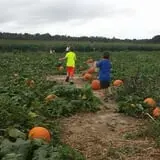 Mr. Pepper's Pumpkin Patch photo