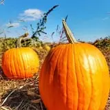 Mr. Pepper's Pumpkin Patch photo