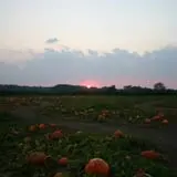Mr. Pepper's Pumpkin Patch photo