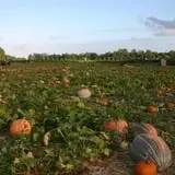 Mr. Pepper's Pumpkin Patch photo