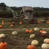 Mr. Pepper's Pumpkin Patch photo